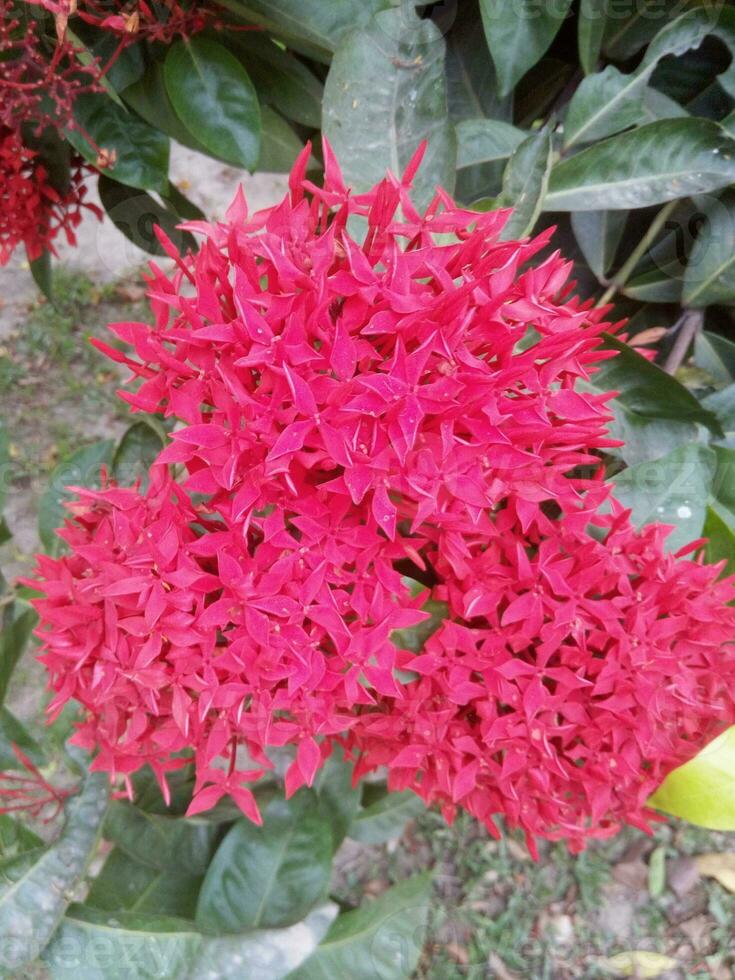 ixora Coccinea rot Blume Blühen im Garten Grün Weiß Blatt Hintergrund foto