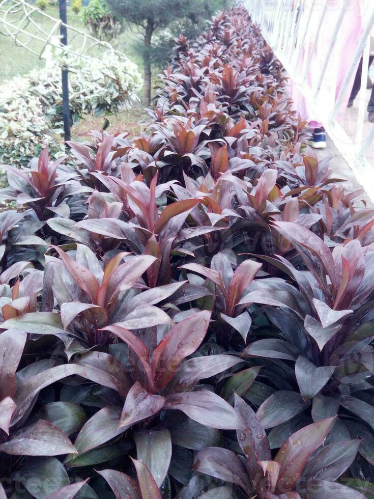 Cordyline fruticosa ist ein Pflanze Natur Blume foto