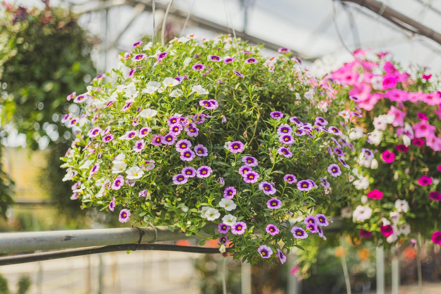 lila hängende Blumen foto