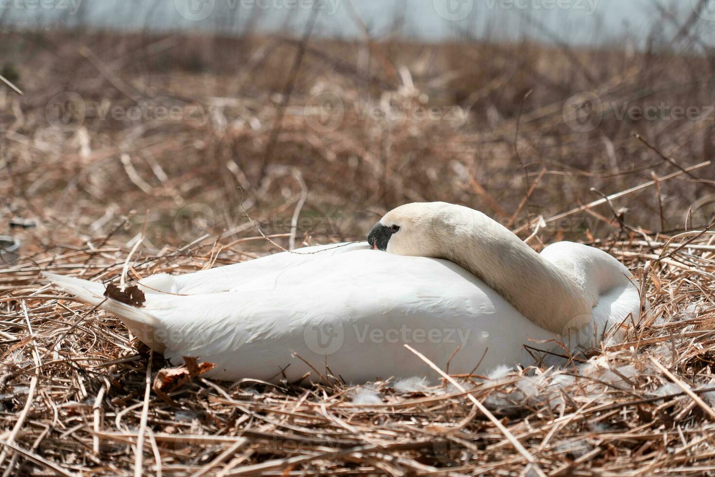 Schwan Schlafen auf ein Nest im das Schilf foto