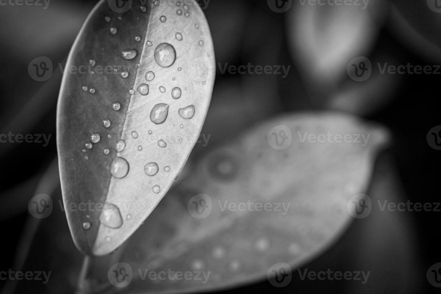 Blatt und Wasser fallen schwarz und Weiß. dramatisch Natur Verfahren, künstlerisch Fotografie Hintergrund, foto