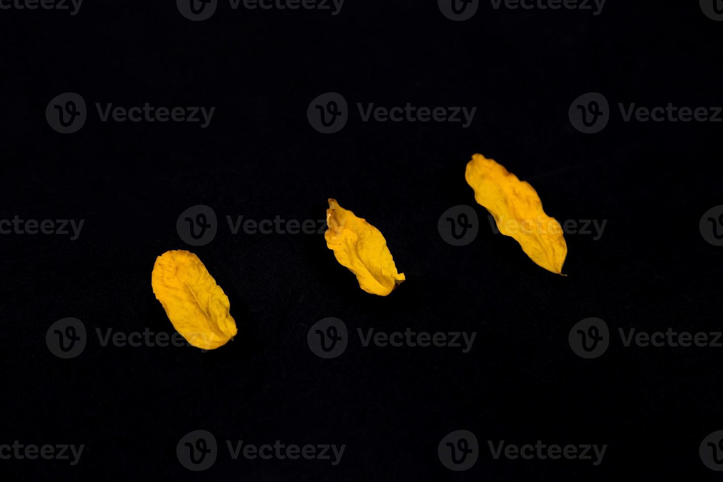 drei gelbe Blätter auf schwarzem Hintergrund foto