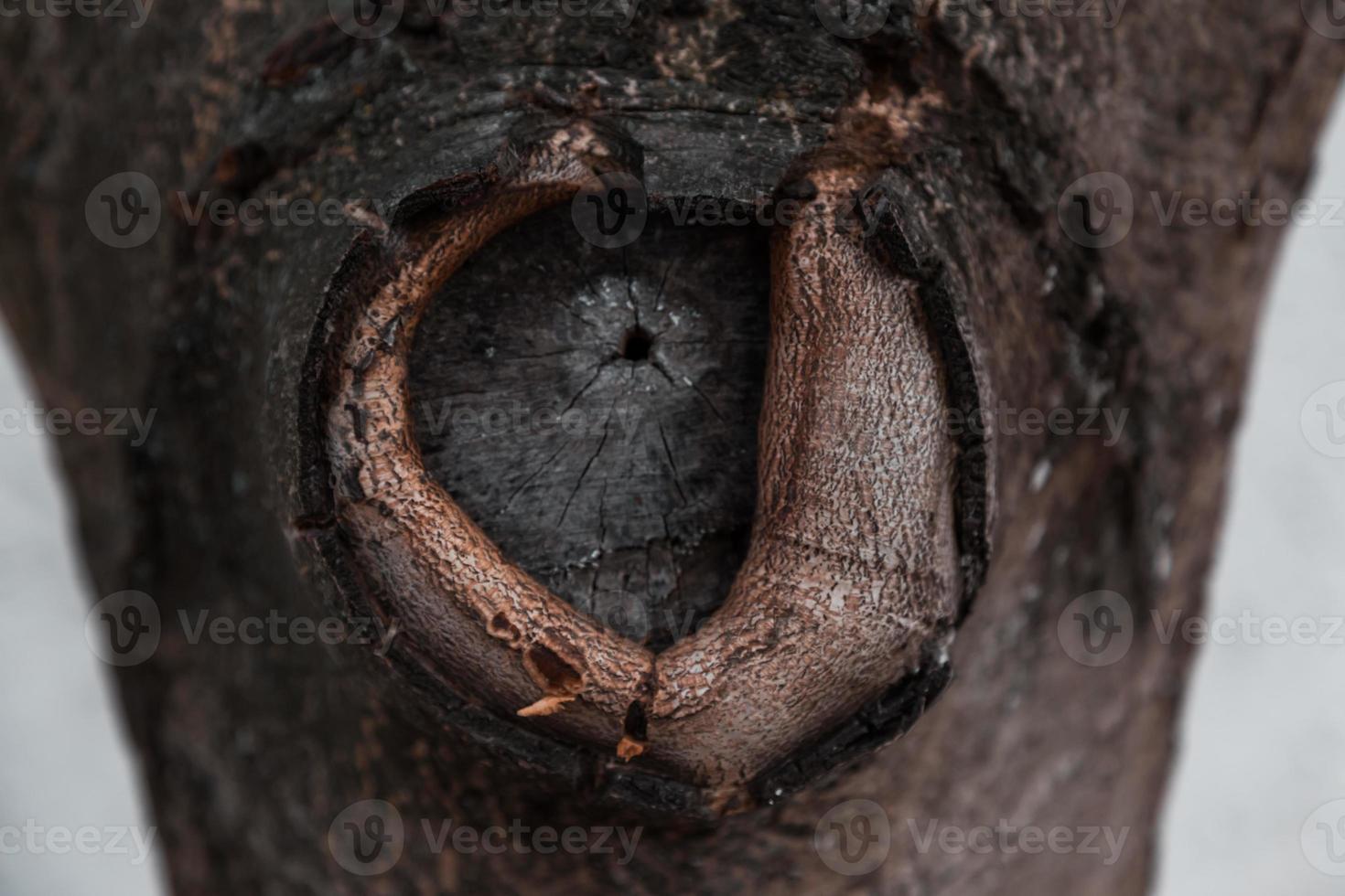 Textur der Baumrinde mit einem kreisförmigen Knoten foto