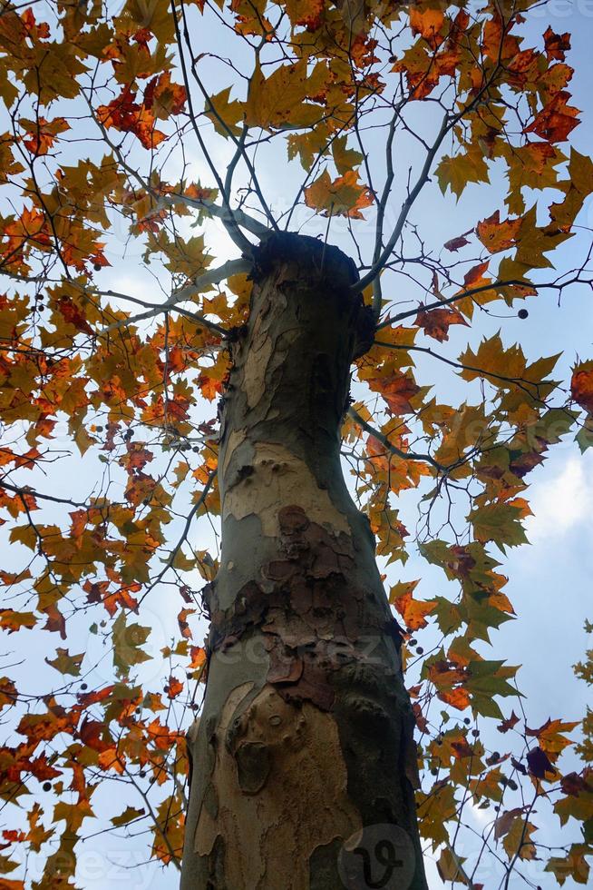 Bäume mit braunen Blättern in der Herbstsaison foto