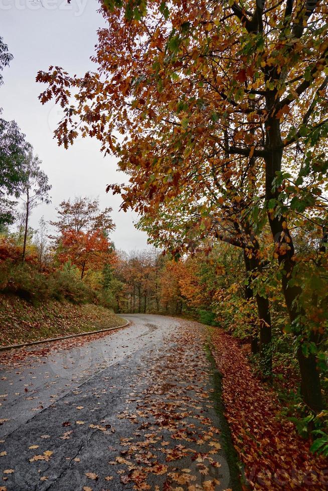 Straße mit braunen Bäumen in der Herbstsaison foto