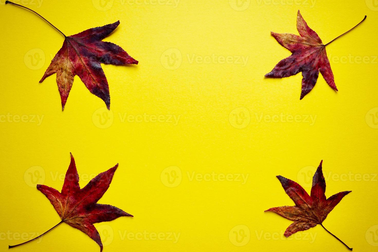 rote Ahornblätter auf dem gelben Hintergrund in der Herbstsaison foto