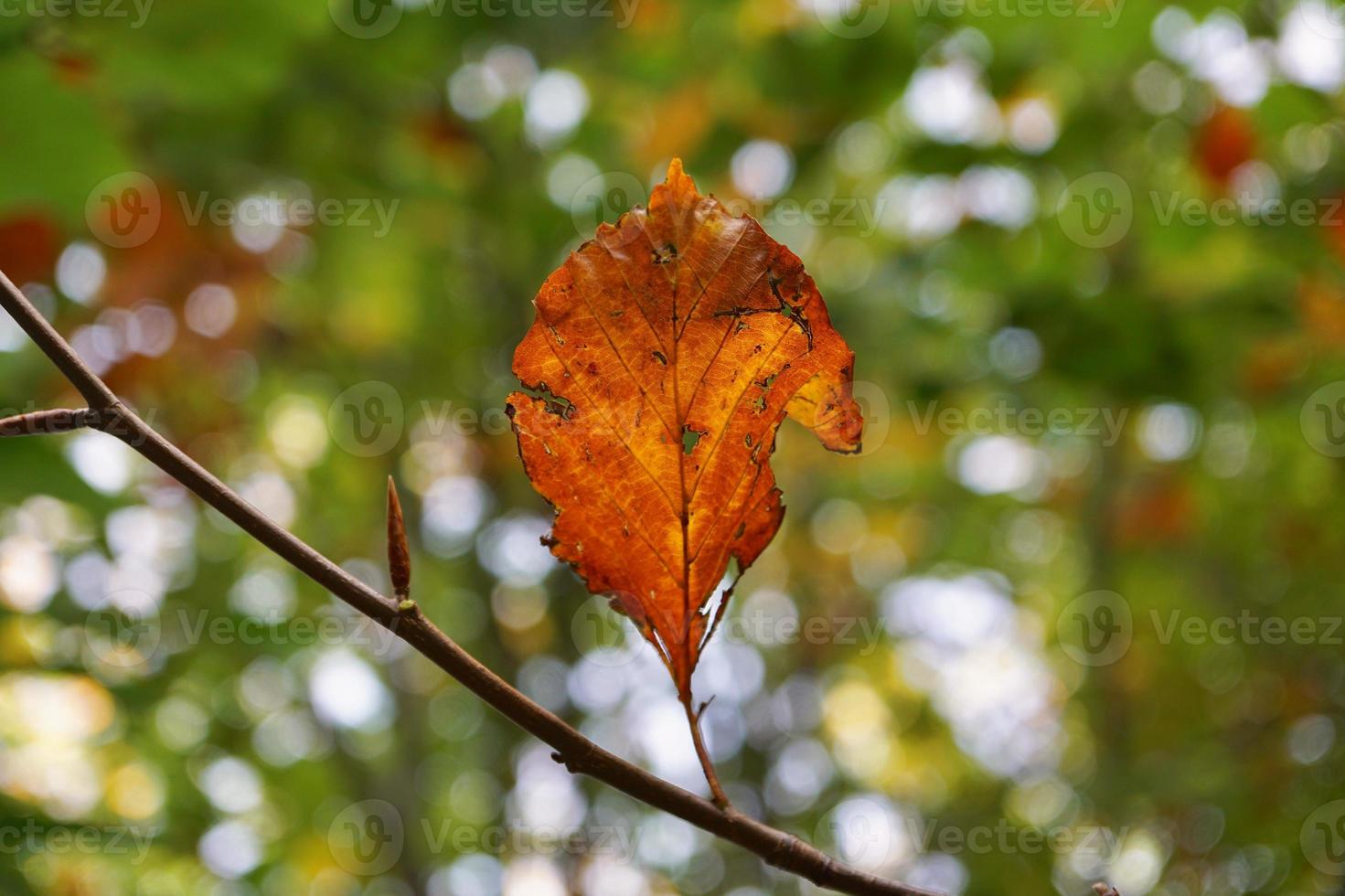 braunes Blatt in der Herbstsaison foto