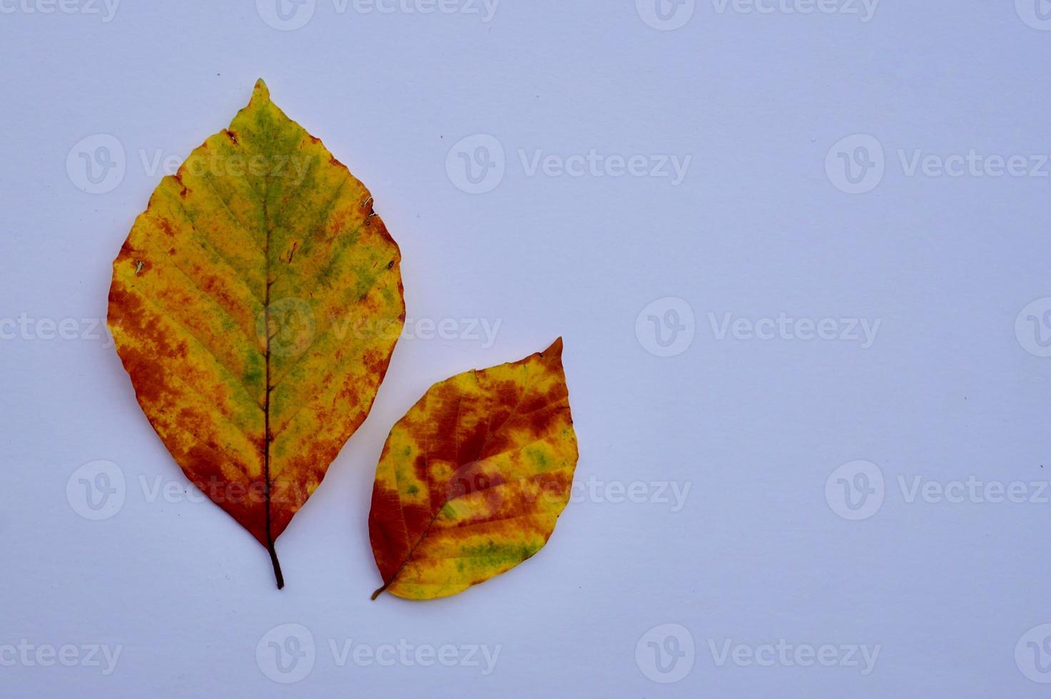 braune Blätter in der Herbstsaison foto