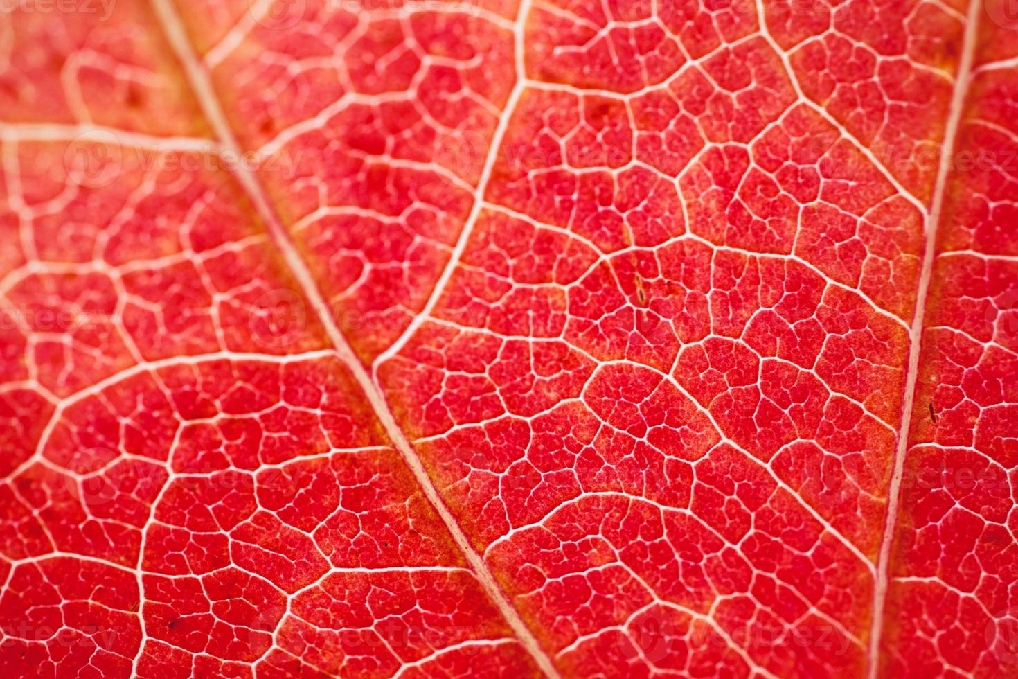 rotes Ahornblatt im roten Hintergrund der Herbstsaison foto