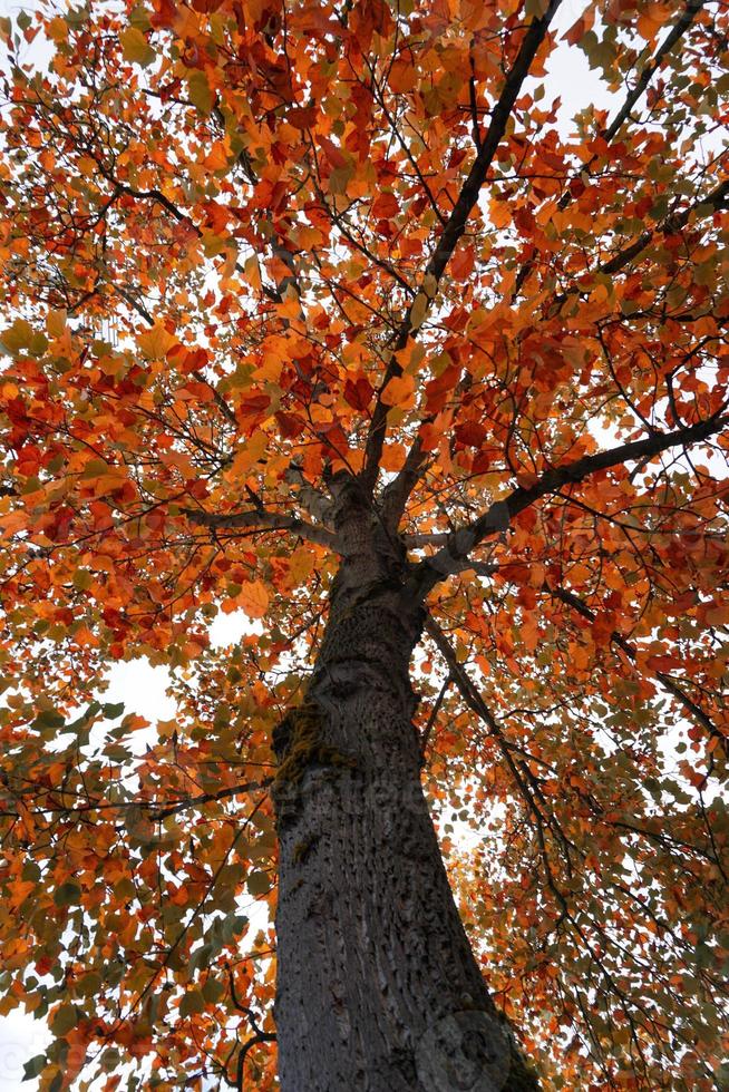 Baum mit roten und braunen Blättern in der Herbstsaison foto