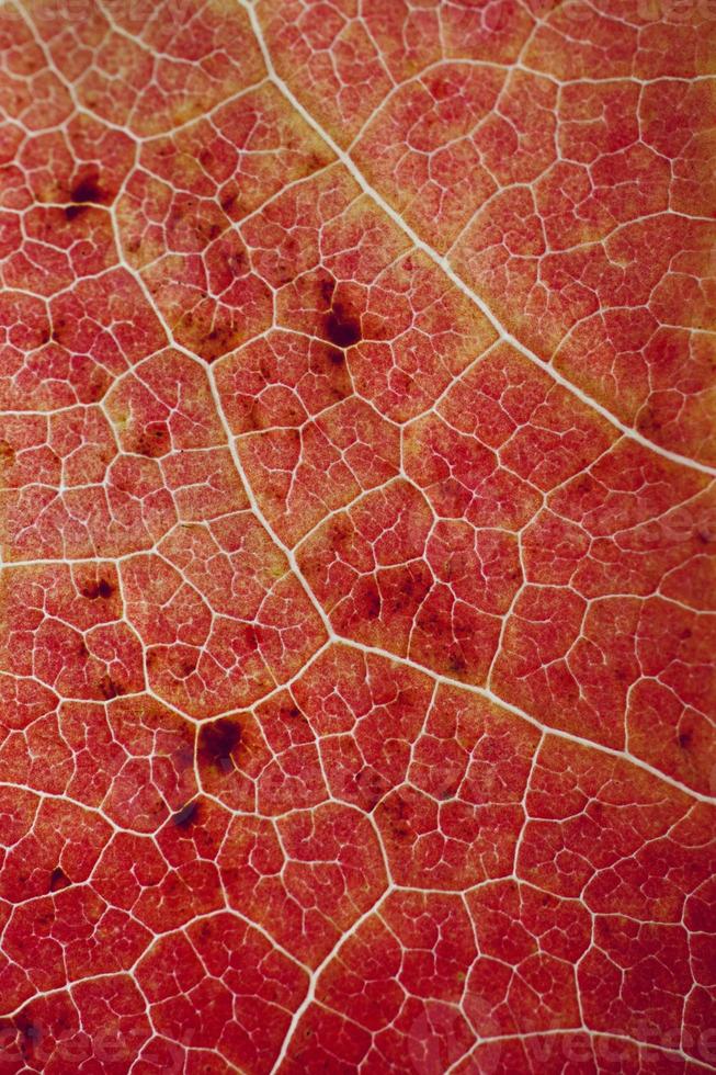 rotes Ahornblatt im roten Hintergrund der Herbstsaison foto