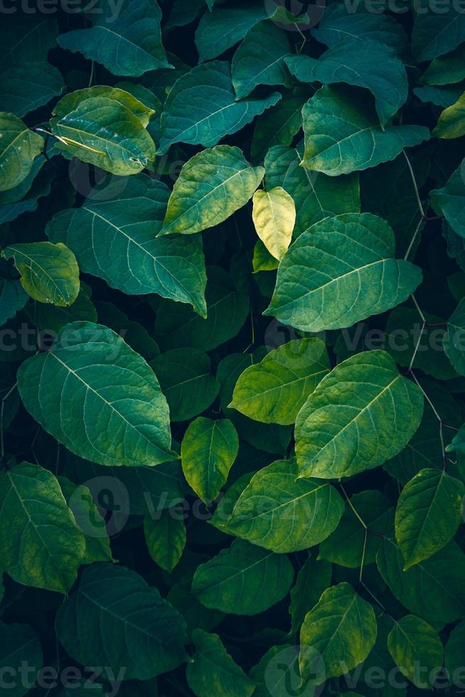 grüne Pflanzenblätter im grünen Hintergrund der Natur foto