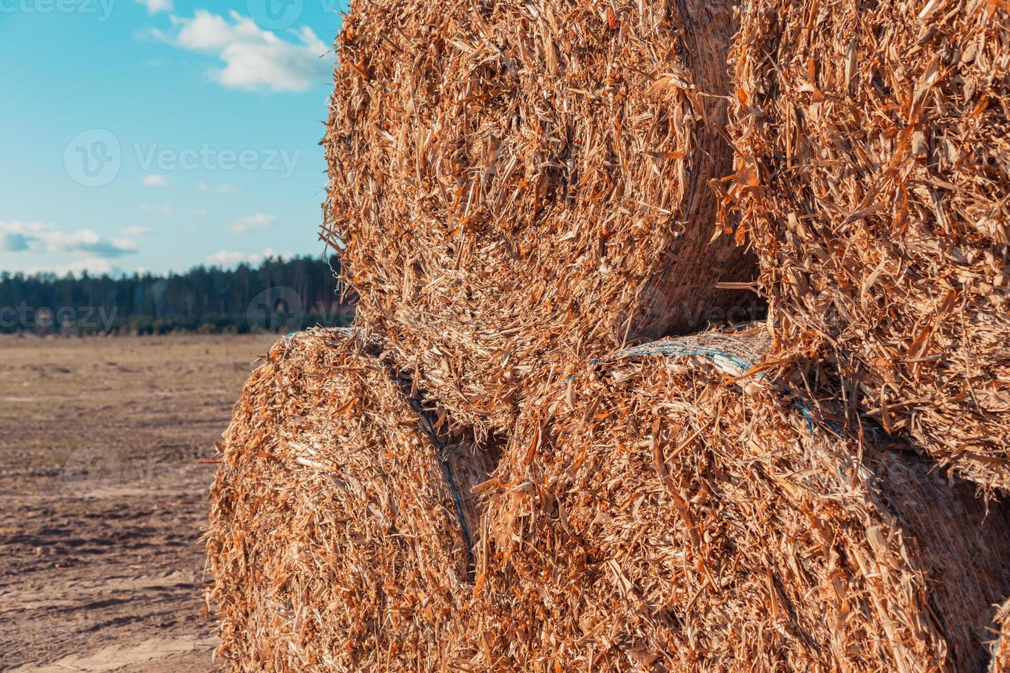 Riesige Strohhaufen Heu rollten in Ballen auf einem abgeernteten Feld gegen einen blauen Himmel foto