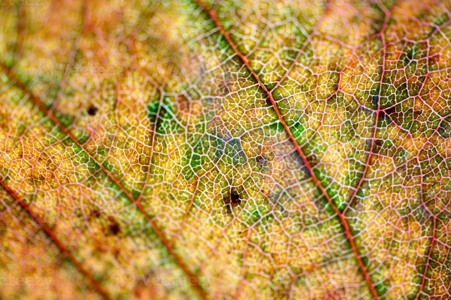 gelbes Blatt im gelben Hintergrund der Herbstsaison foto