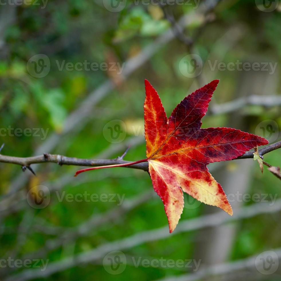 rotes Ahornblatt in der Herbstsaison foto