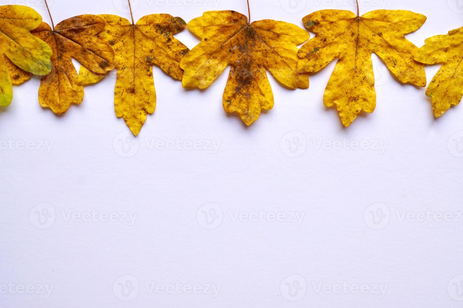 gelbe Blätter auf dem weißen Hintergrund foto