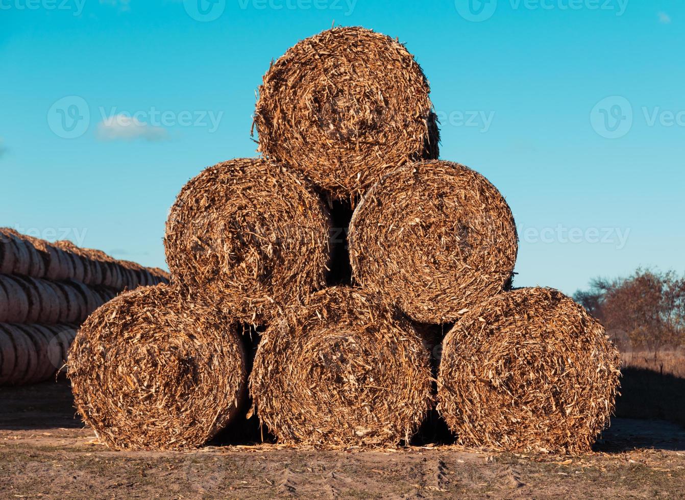 Riesige Strohhaufen Heu rollten in Ballen auf einem abgeernteten Feld gegen einen blauen Himmel foto