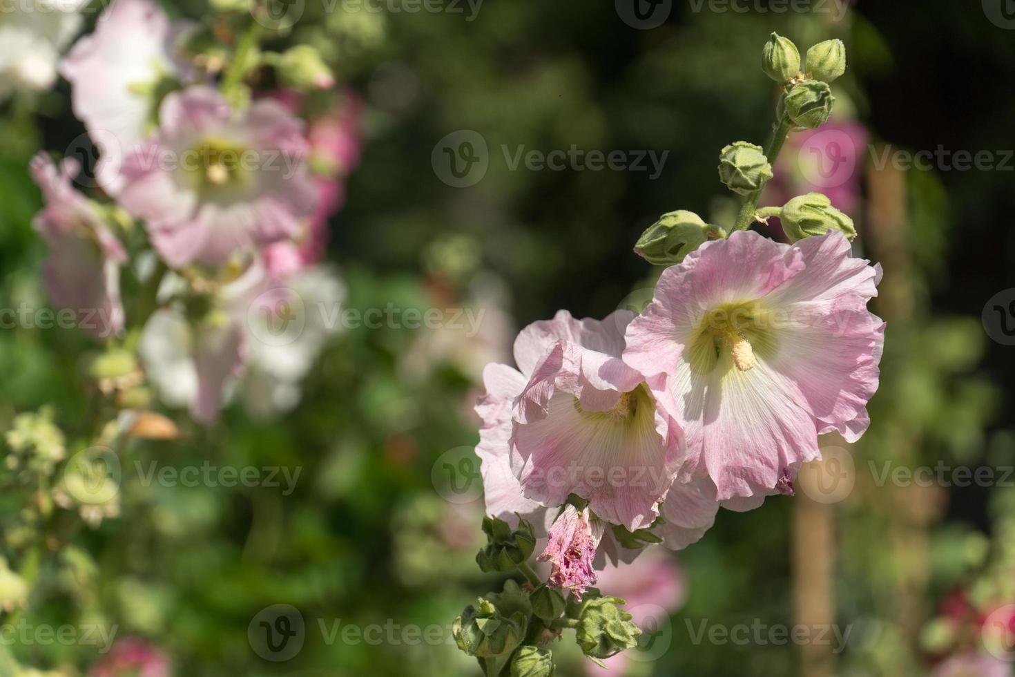 Hibiskus oder andere Feldblumen Schönheit in der Natur foto