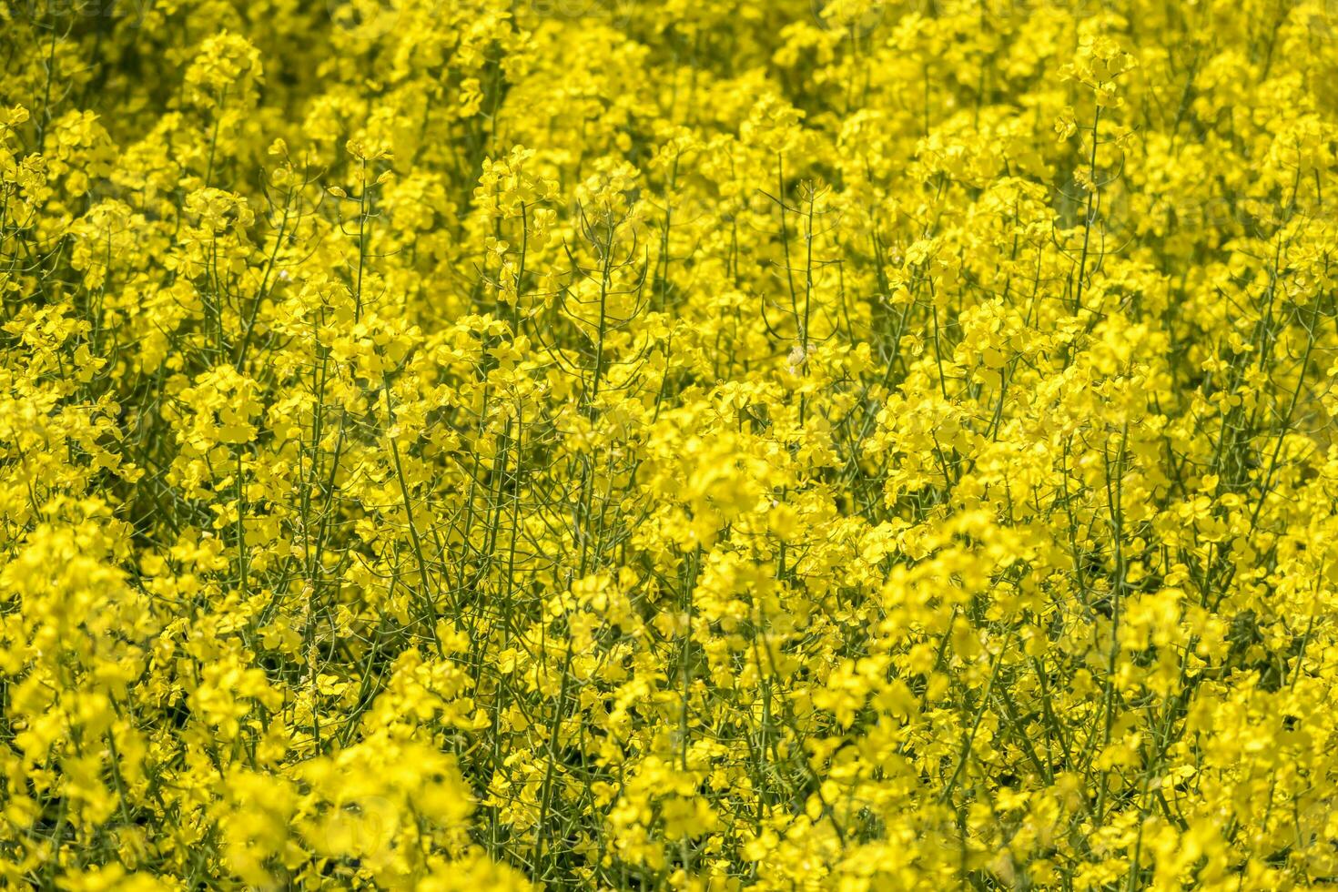 Feld von schön Frühling golden Blume von Raps, Raps Raps im Latein Brassica napus, Raps ist Pflanze zum Grün Industrie foto