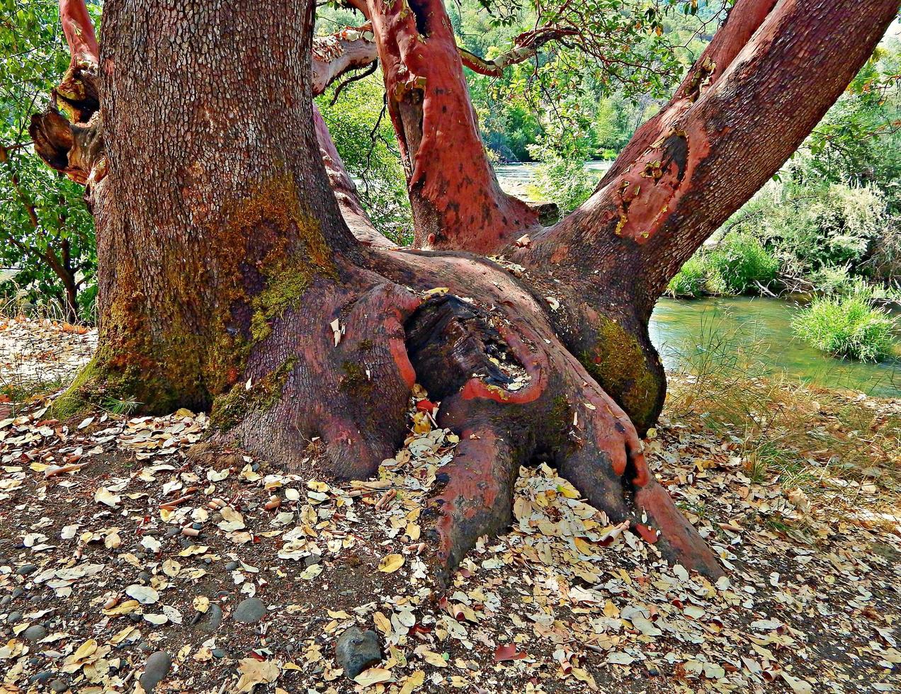 Madrone staunen über Casey State Rec Bereich in der Nähe von Mcleod oder foto