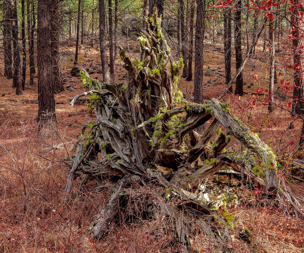 Baumwurzelbildung im Wald durch Indian Ford Creek in der Nähe von Schwestern oder foto