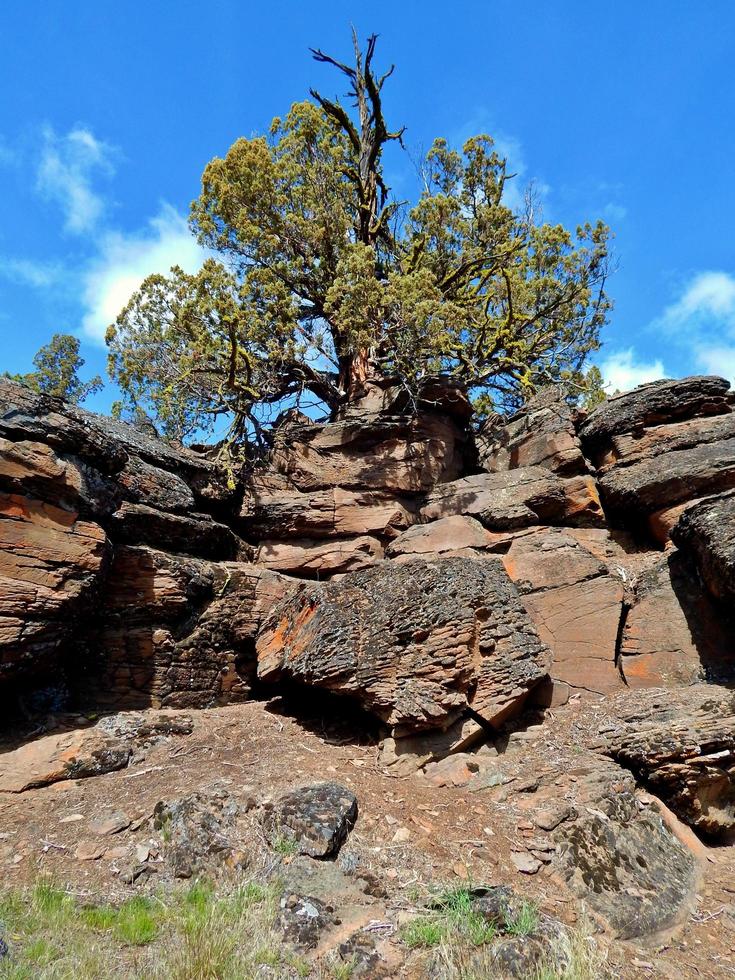 Wacholderbaum an staubigen Schleifenfelsen nördlich von Tumalo oder foto