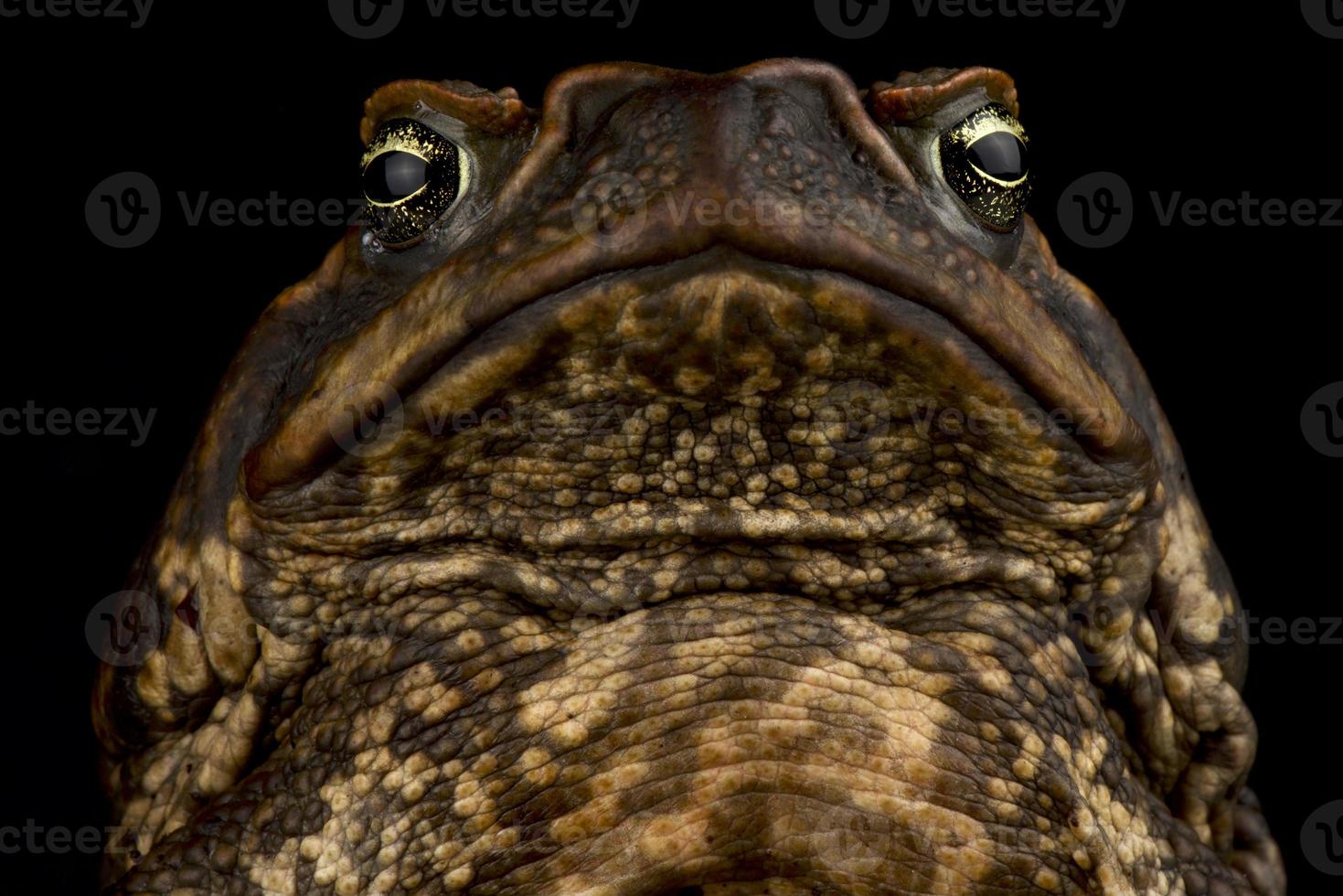 Rohrkröte Rhinella Marina foto