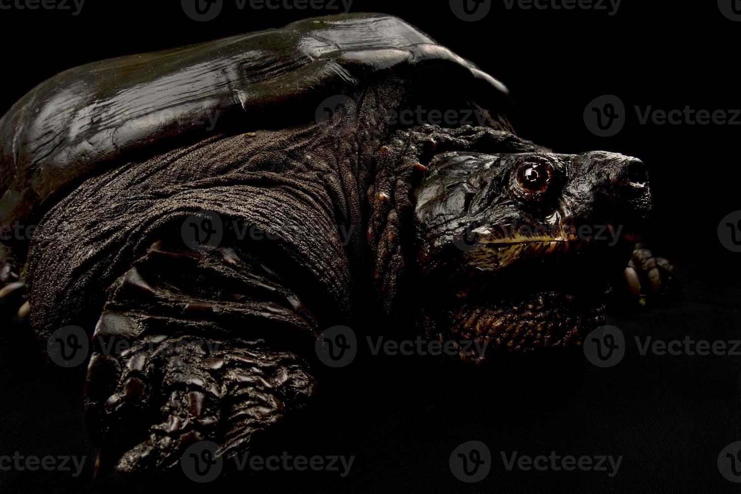 gemeinsame Schnappschildkröte Chelydra Serpentina foto
