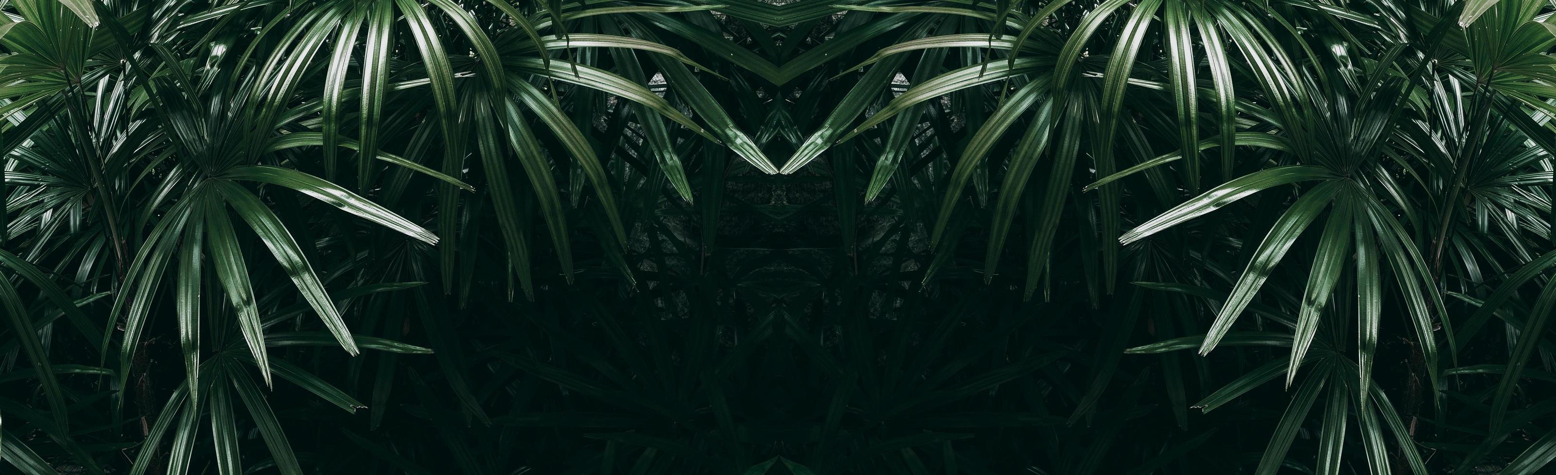 tropisches grünes Blatt im dunklen Ton foto