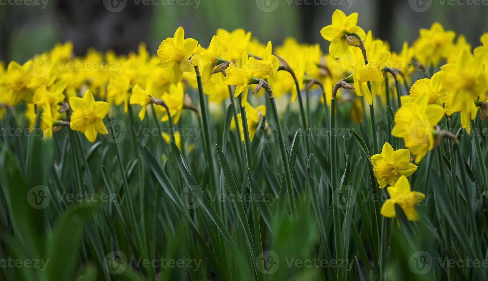 Blumenhintergrund mit blühenden gelben Tulpen auf einem Blumenbeet und selektivem Fokus foto