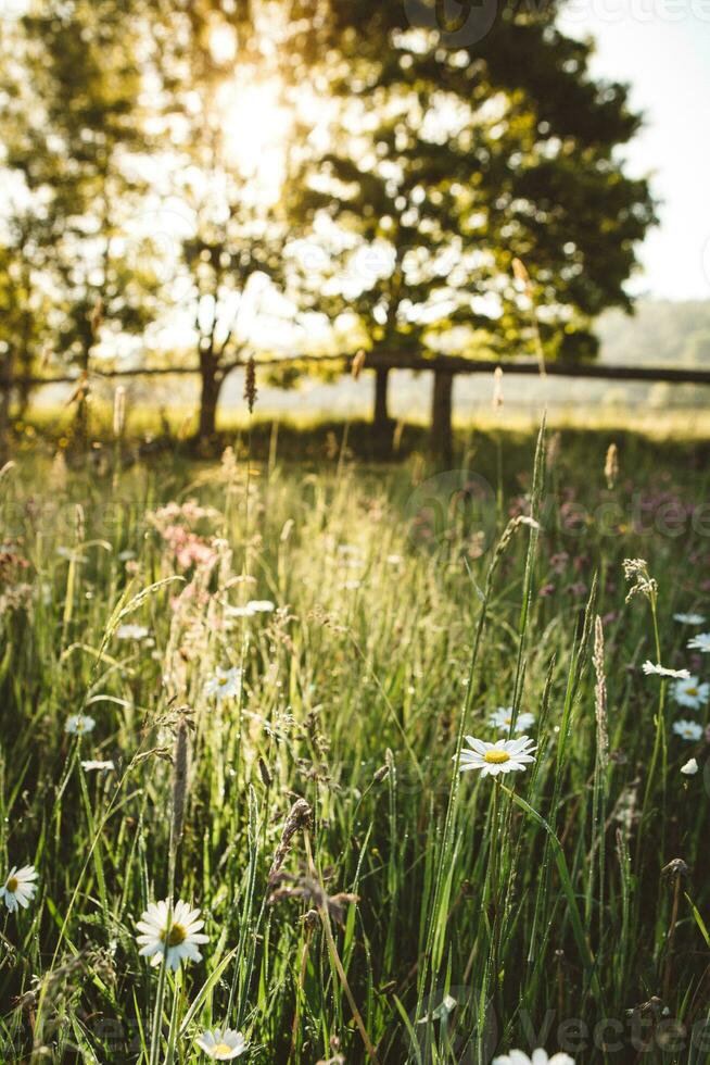 frisch Grün Frühling Wiese voll von Blumen und Gänseblümchen während das Frühling Sonnenaufgang mit Sonne Licht gehen durch das Baum im Hintergrund im Vertikale Orientierung foto