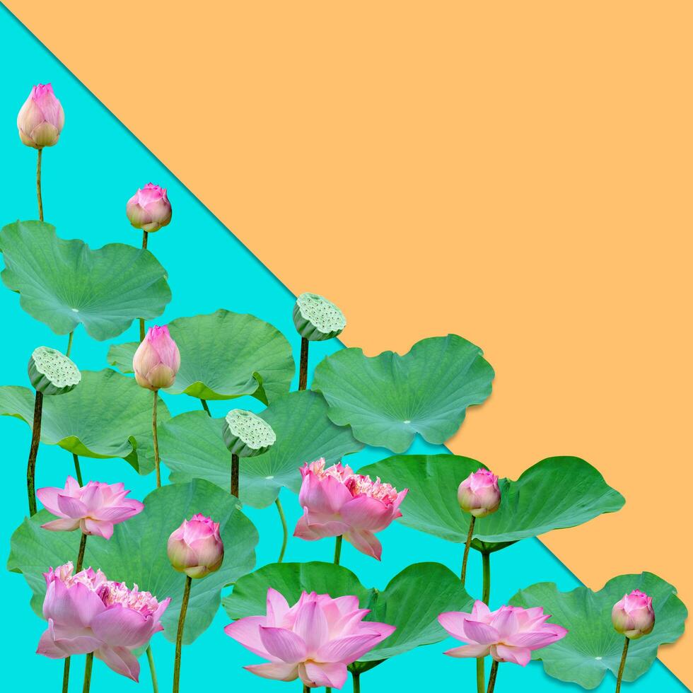 schönes violettes rosa Seerosenmuster für Naturkonzept, Lotusblume und grüne Blätter im Teich lokalisiert auf orange blauem Hintergrund mit Kopienraum foto