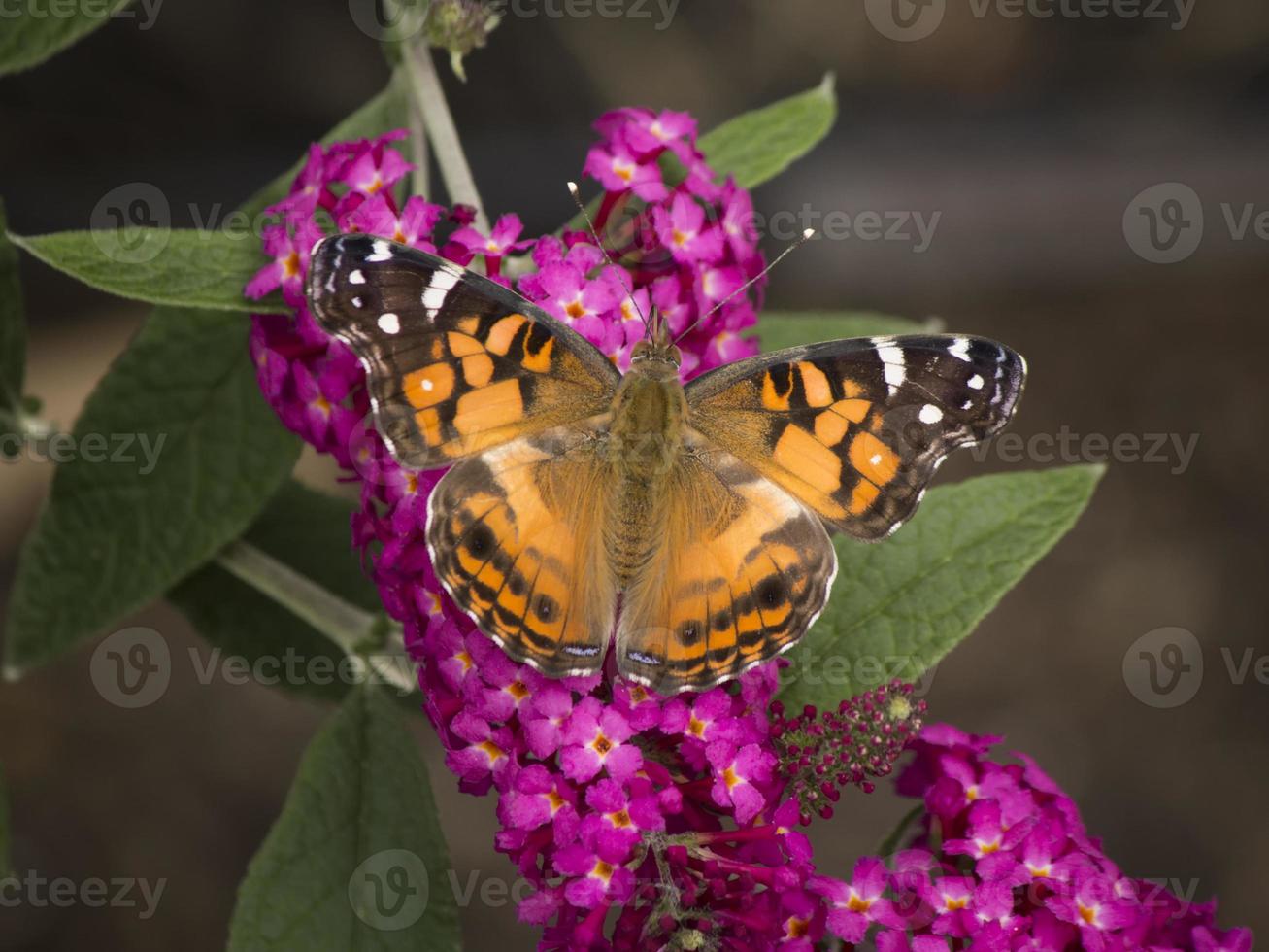 Schmetterling auf Schmetterlingsstrauch foto