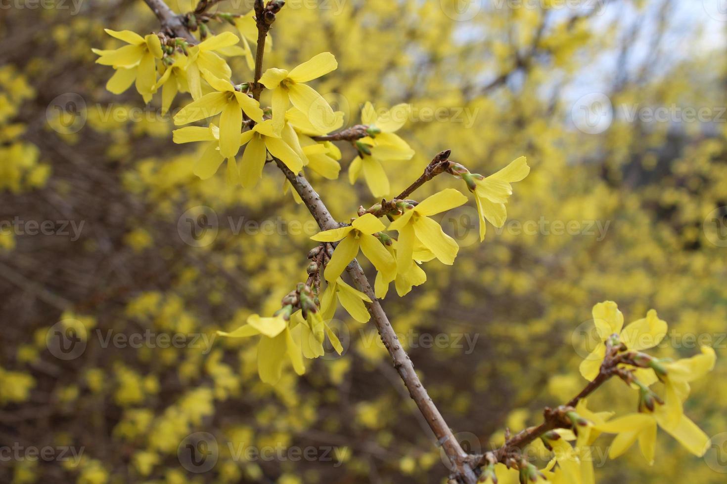 ein Zweig der gelben Forsythie im zeitigen Frühjahr foto