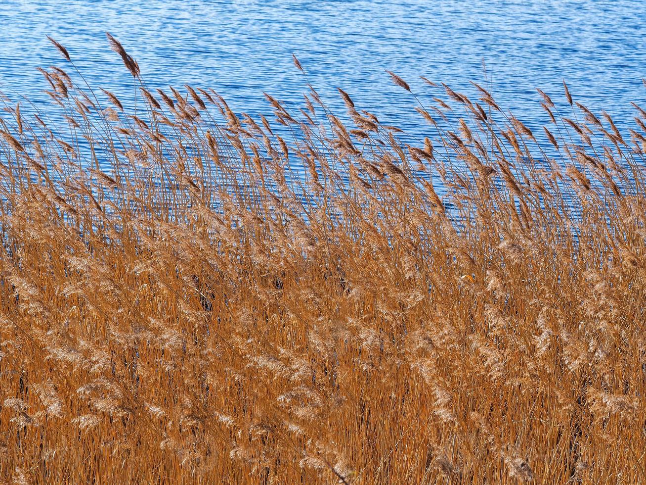 dichtes Schilf, das im Wind neben einem Teich schwankt foto