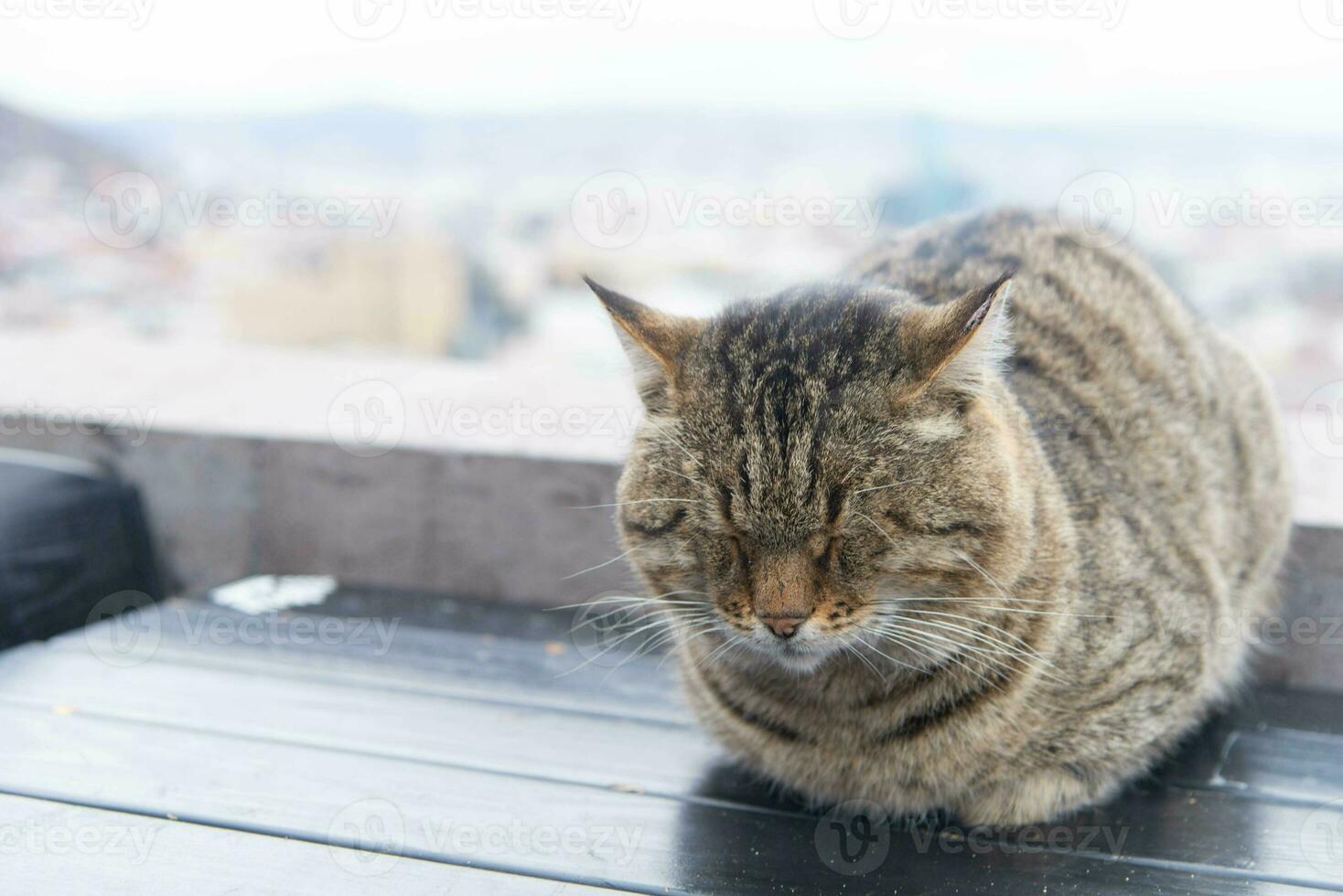 das bezaubernd groß grau Katze Schlaf auf das Tisch. foto