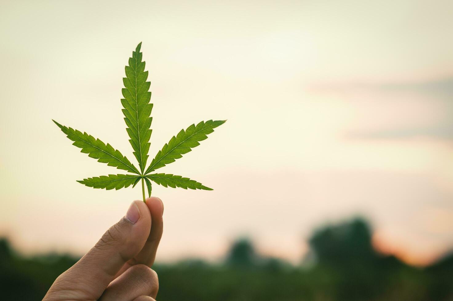 Hand halten Cannabis Blatt auf Hintergrund von Sonnenuntergang foto