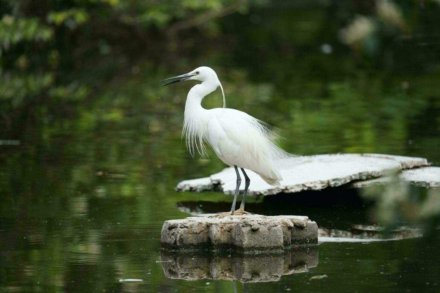 die meisten schön Weiß Vögel im das Welt foto