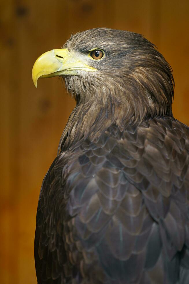 Weißschwanzadler foto