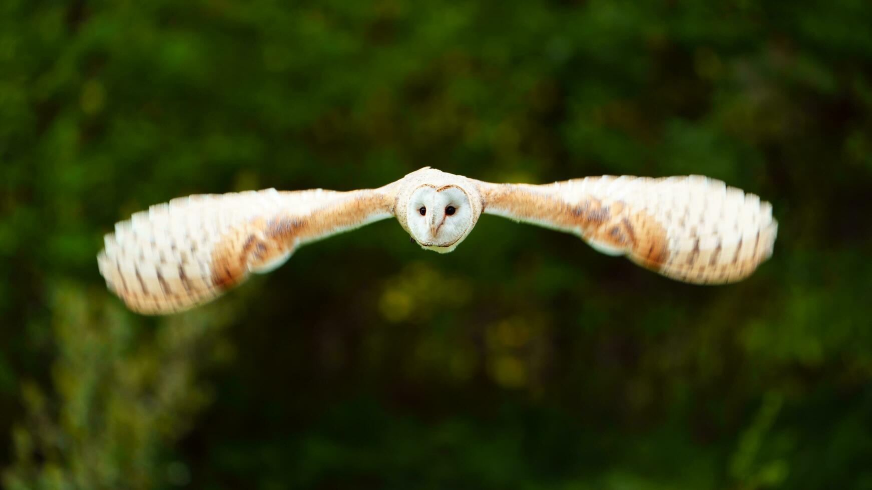 Scheune Eule fliegend im Zoo foto