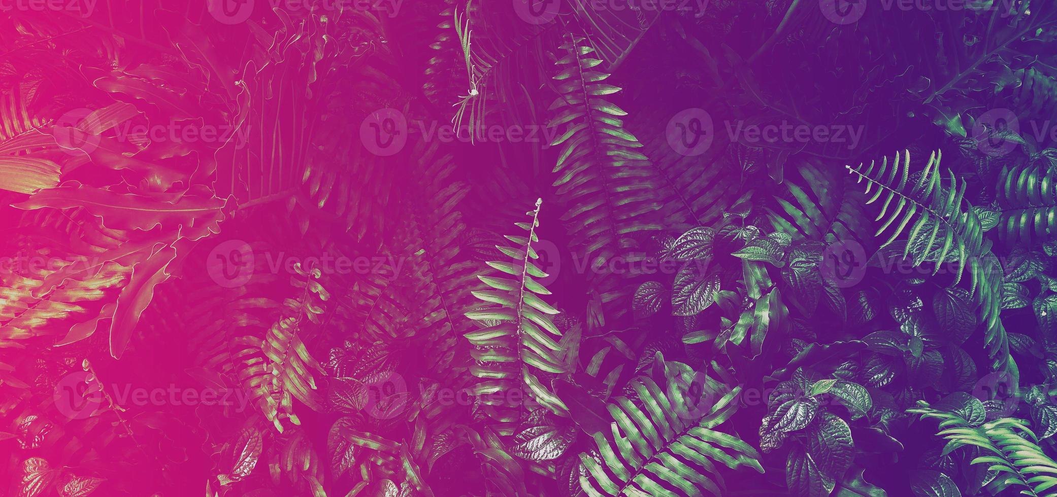 tropischer Blattwald glühen im dunklen Hintergrund foto