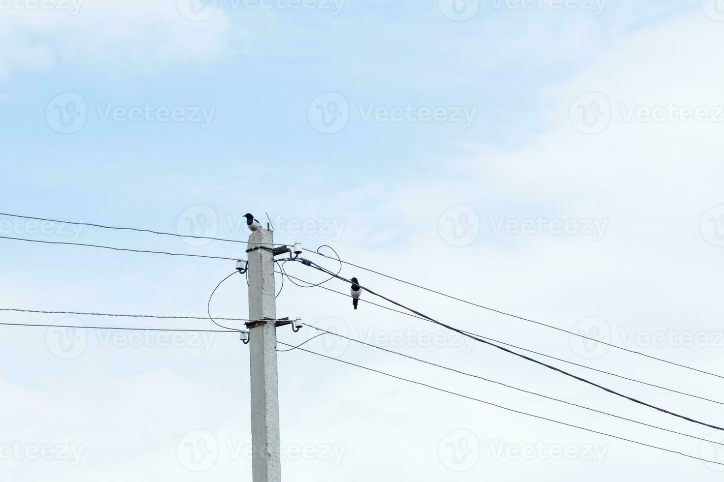 ein Elster sitzt hoch auf ein Leistung Linie. Vögel erstellen Achtung mit Elektrizität foto