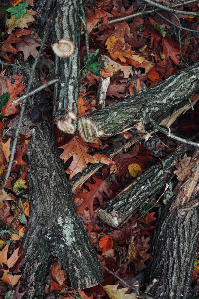 Äste und Blätter auf dem Boden in der Herbstsaison foto