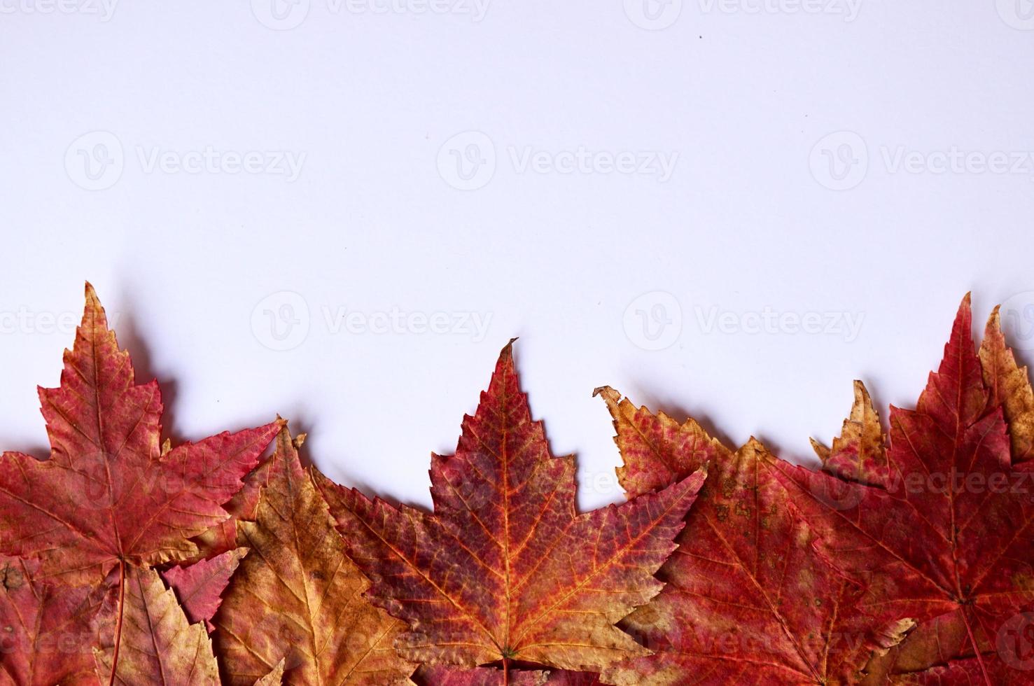 rote Ahornblätter auf dem weißen Hintergrund foto
