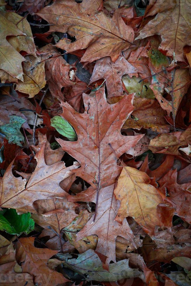 trockener brauner Blätterhintergrund in der Herbstsaison foto
