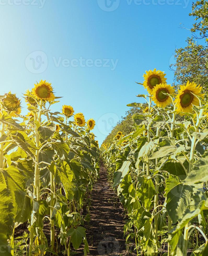 Reihen von Sonnenblumen landwirtschaftlichen Feld stock photo foto