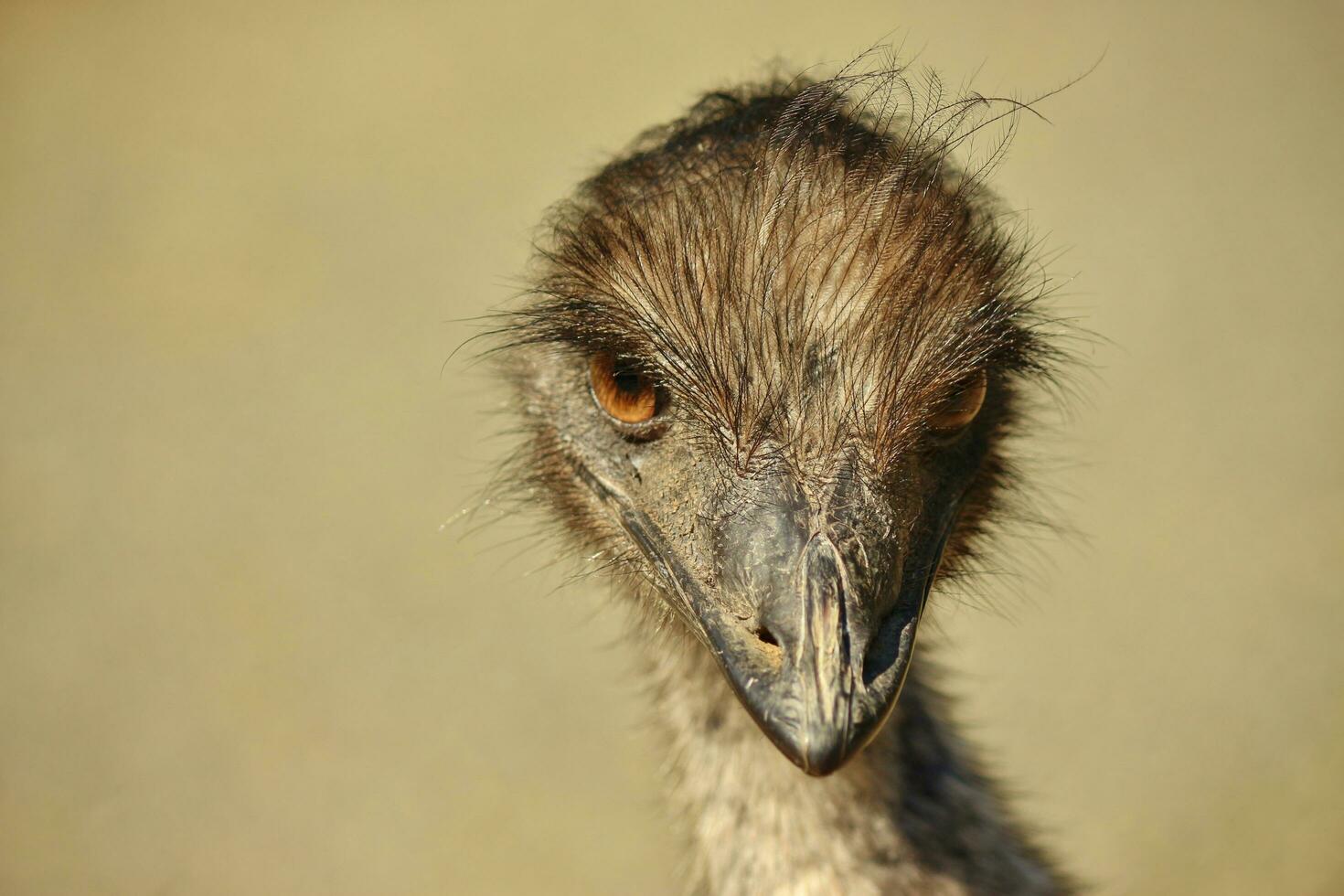 Emu endemisch Vogel von Australien foto