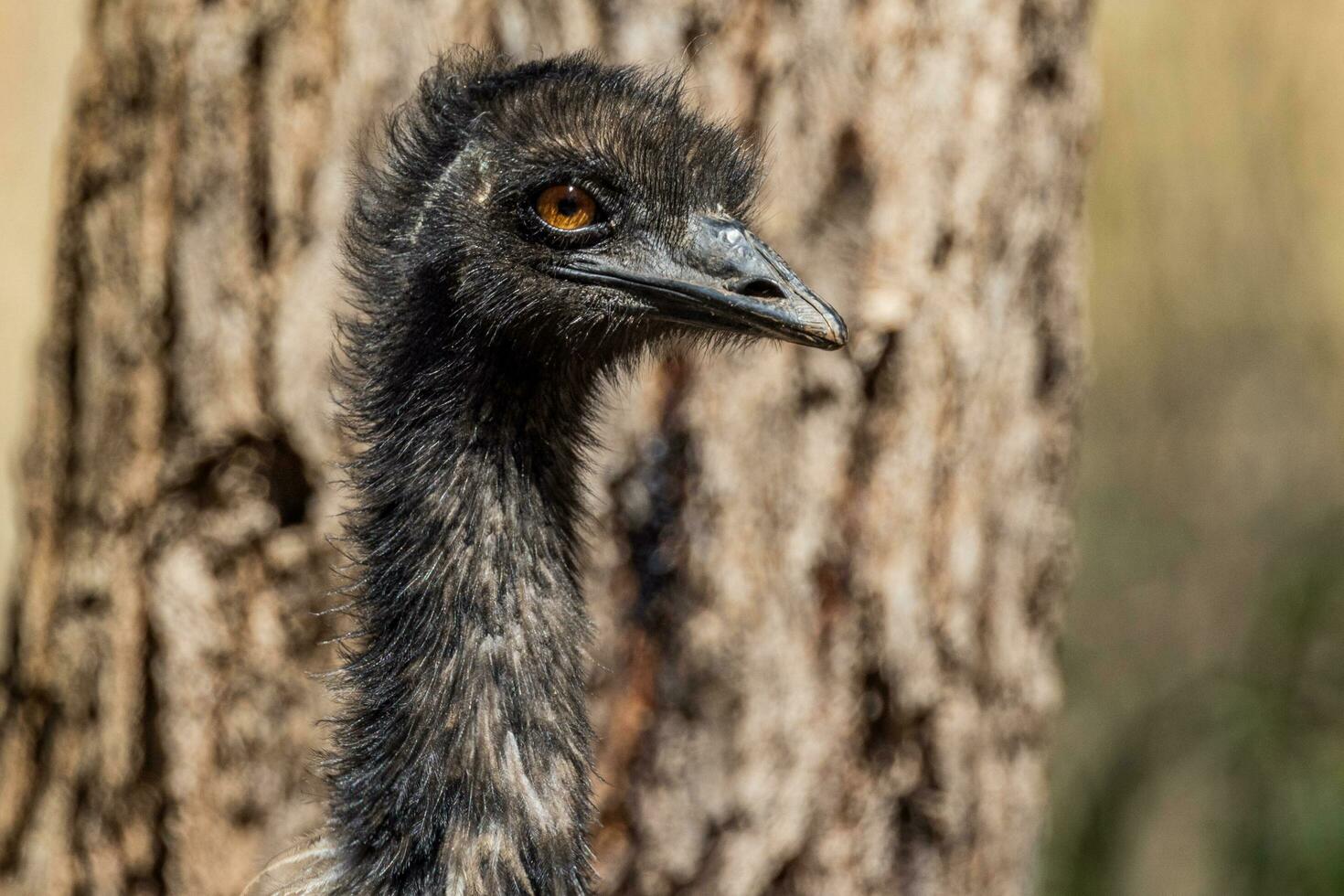 Emu endemisch Vogel von Australien foto