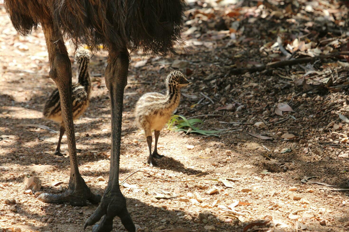 Emu endemisch Vogel von Australien foto