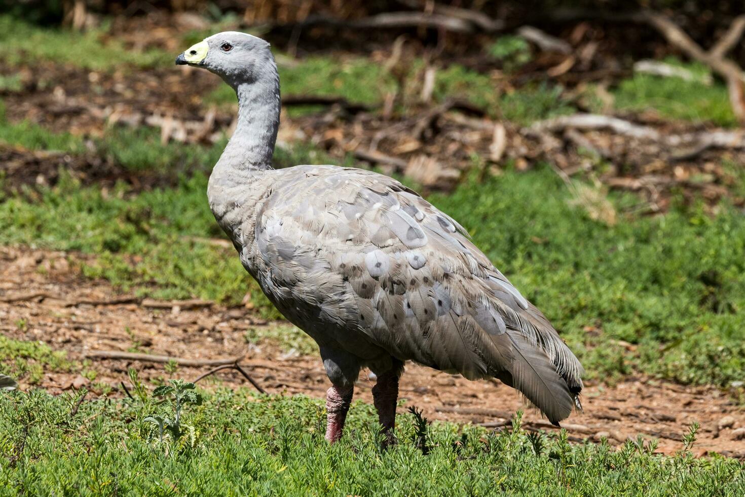 Kap unfruchtbar Gans im Australien foto